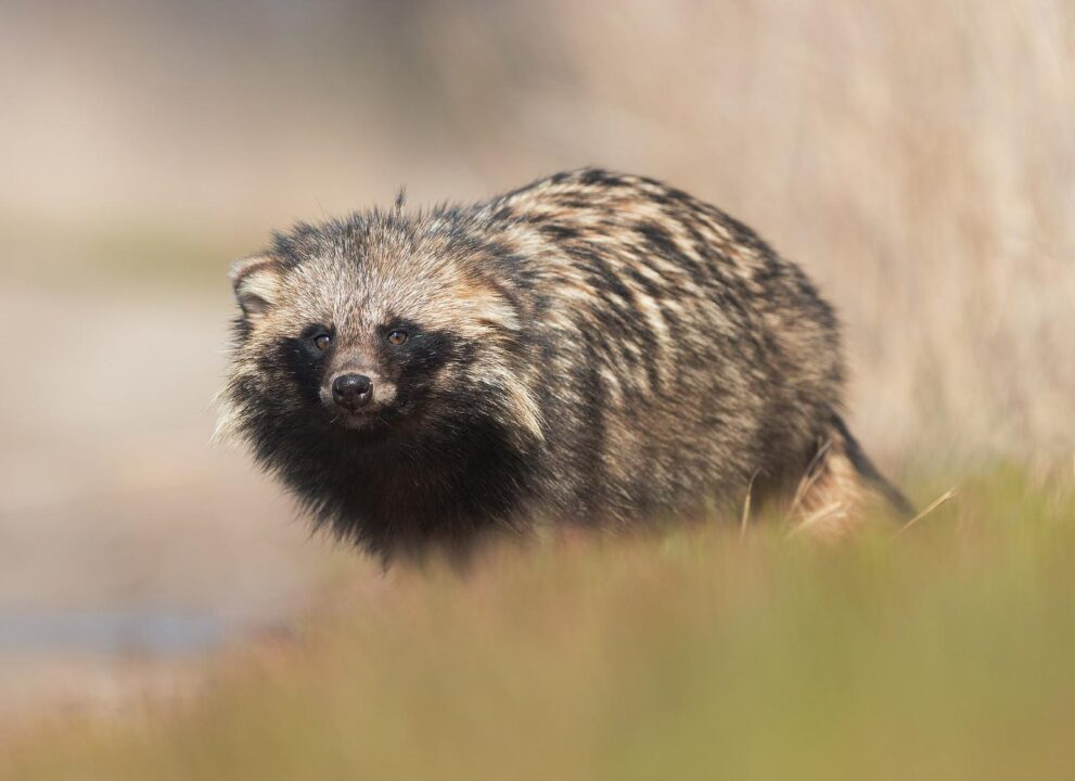 Perros Mapache y el COVID. La nueva teoría sobre los orígenes del virus y la venta de animales salvajes para consumo humano.