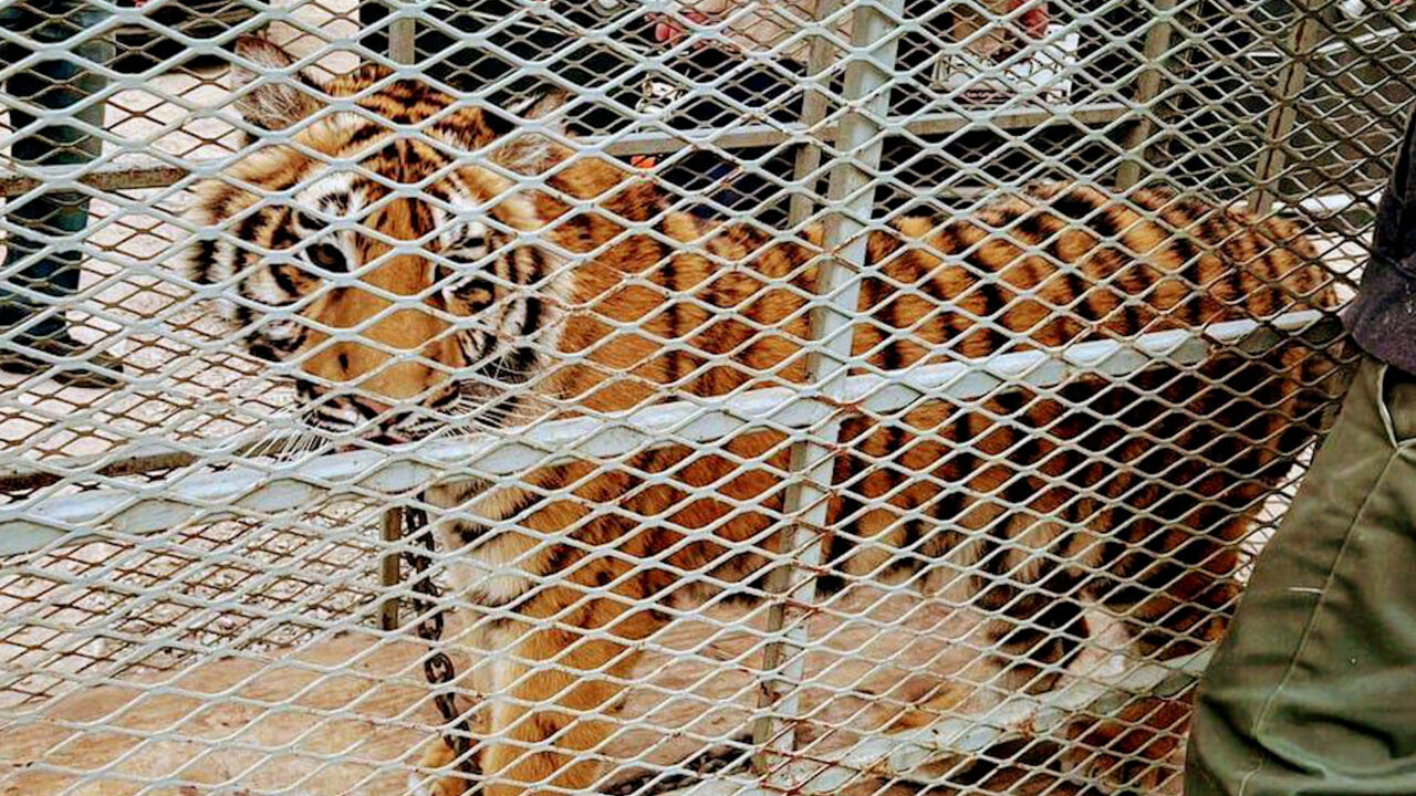 Rescatan a tigre de bengala de una casa en construcción en Tijuana