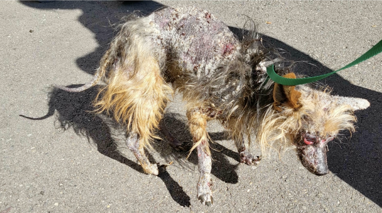 Mil dólares de recompensa a quien denuncie al responsable de maltrato animal
