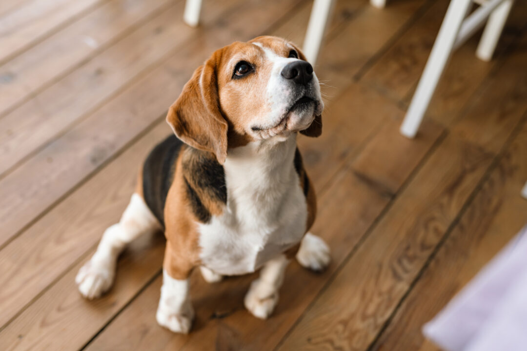 ¡Tú puedes ayudar! Se necesitan hogares temporales para perros, además recibirás un apoyo para los gastos de alimento para la mascota