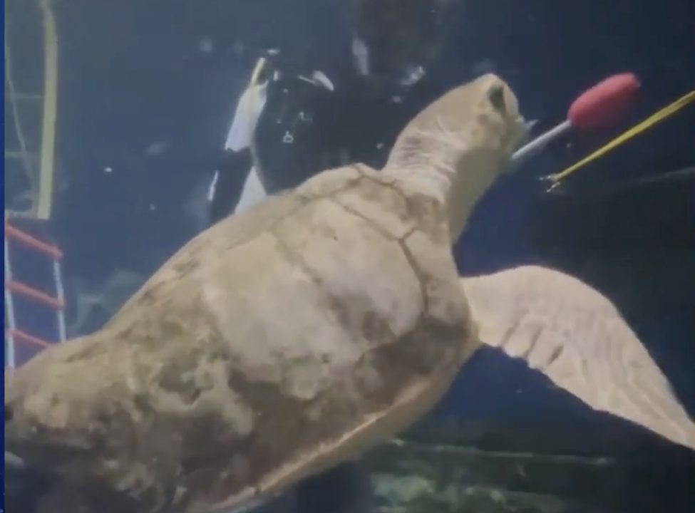 Tortuga sigue viva y prosperando gracias a máquina impresora 3-D