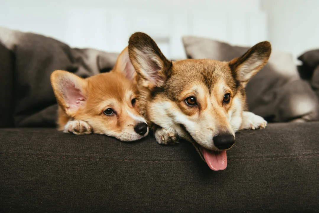 Programa de Hogares Temporales \"Día del Perro\" en San Diego Ofrece Oportunidad de Convivencia con Perros en Adopción