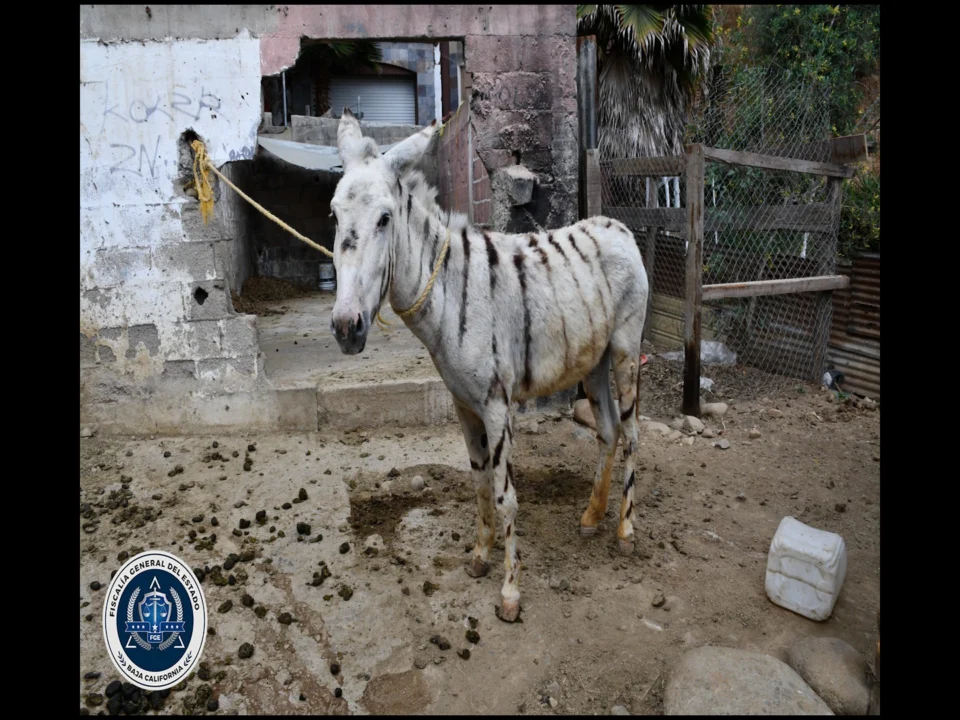MALTRATO ANIMAL: RESCATAN A 5  BURRAS PINTADAS DE CEBRAS