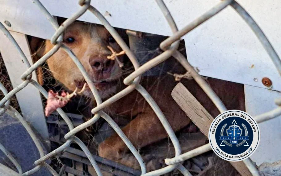 CAE VIOLENTADOR DE ANIMALES EN TECATE