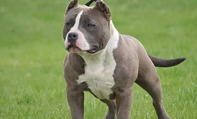 NIÑO DE 7 AÑOS ES ATACADO POR 3 PITBULLS