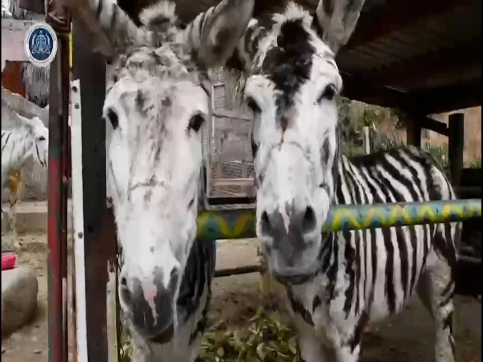 BURRO ZEBRA IDENTIDAD REPRESENTATIVA