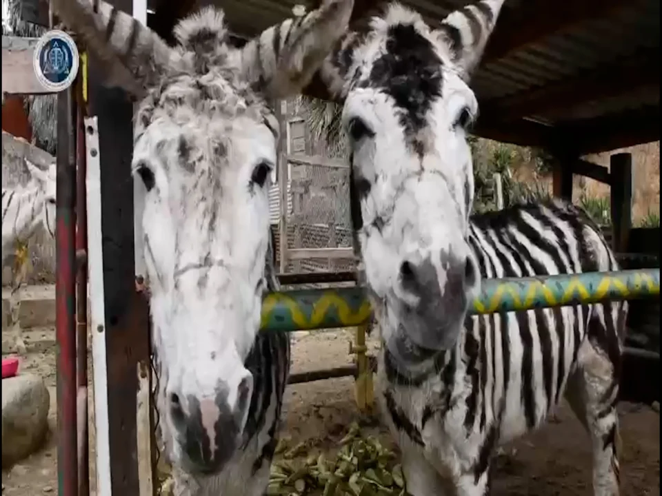 PIDEN DEJAR DE UTILIZAR “BURROS ZEBRAS” EN TIJUANA