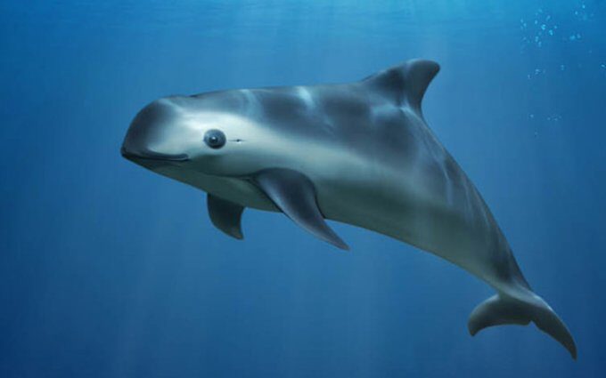 AMENAZA BIDEN A MÉXICO POR VAQUITA MARINA