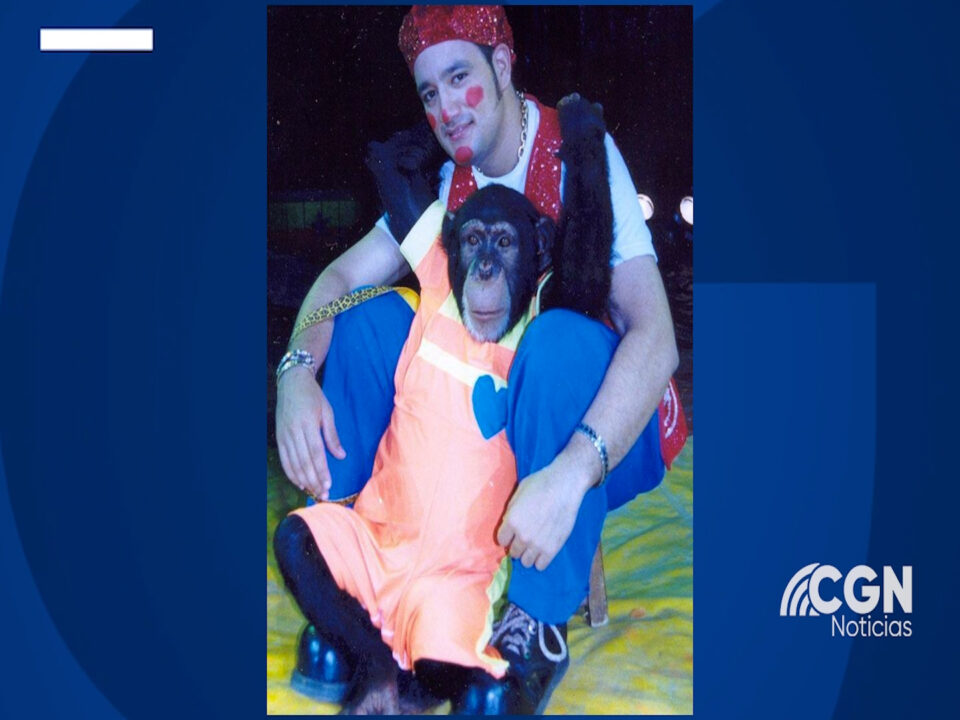 INDIGNACIÓN POR MATANZA DE DOS CHIMPANCÉS A MANOS DE POLICÍA Y EJÉRCITO