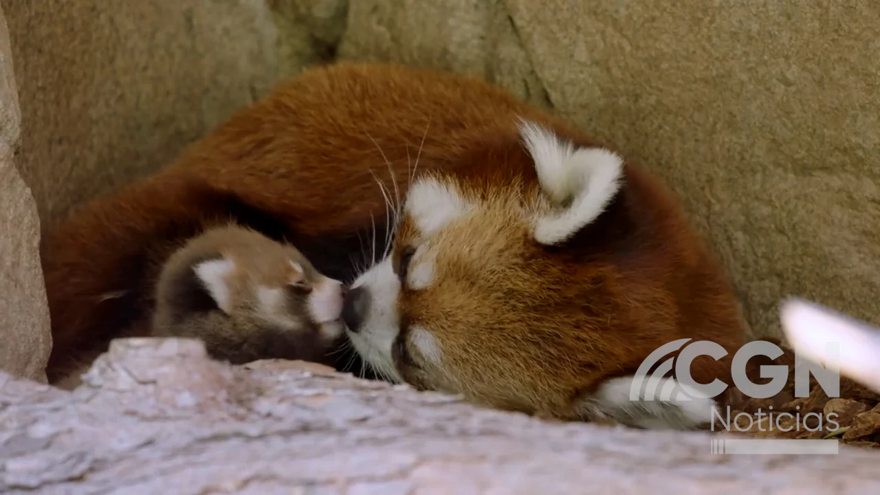 ¡Nace en San Diego bebé Panda Rojo!