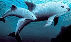 ERRADICAR LA PESCA DE LA TOTOABA Y VAQUITA MARINA