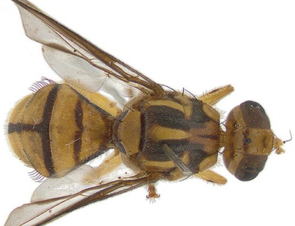 MOSCA INVASORA AMENAZA EL SUR DE CALIFORNIA