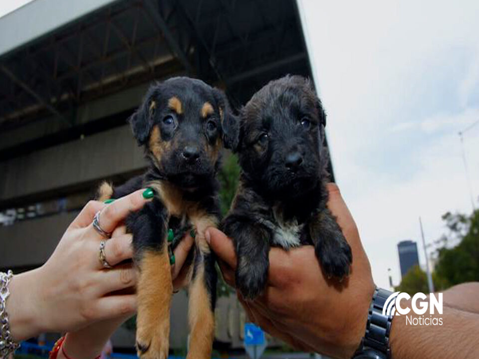 Venta ilegal de perritos en Tijuana continua