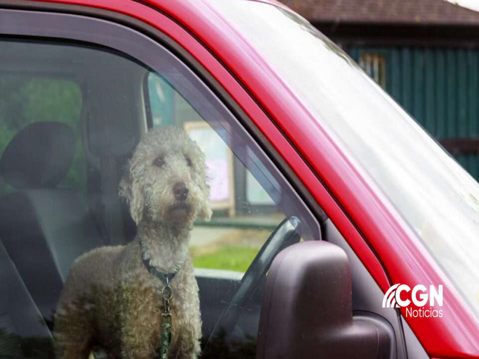Muere perro por golpe de calor en San Diego; lo dejaron dentro de un carro