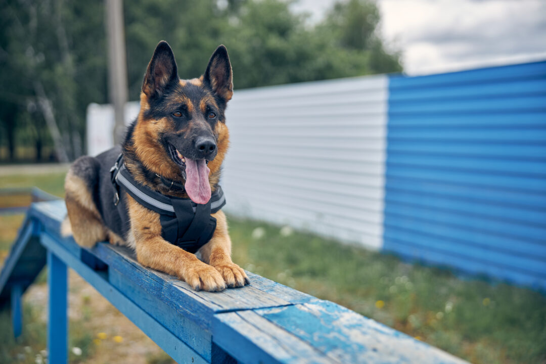 Retiro digno para un perro polícia
