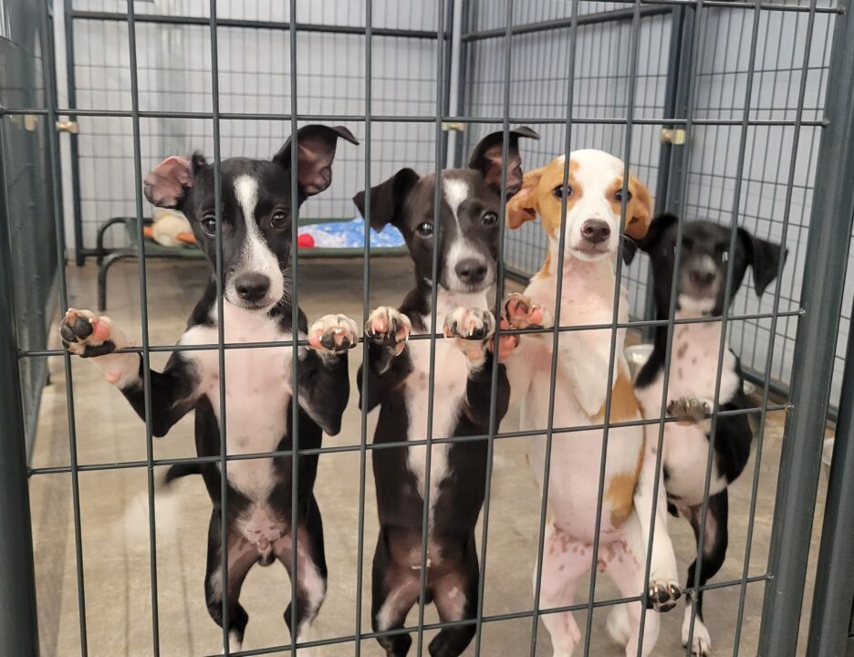 Llegan mascotas huérfanas tras ser rescatadas por los incendios de Maui