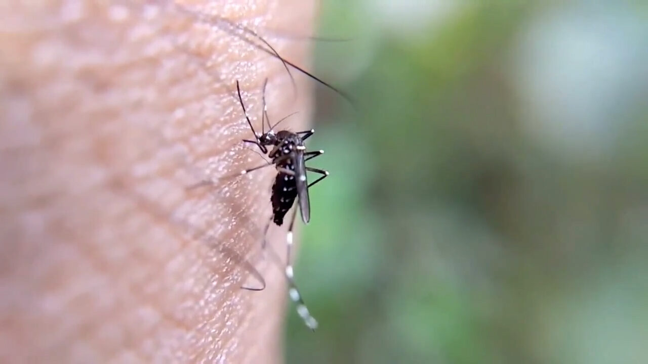 ANTE EL AUMENTO DE CASOS DE DENGUE EN CALI LA ALCALDÍA DECRETÓ CALAMIDAD PÚBLICA TRAS EL CONSEJO DE GESTIÓN DE RIESGO