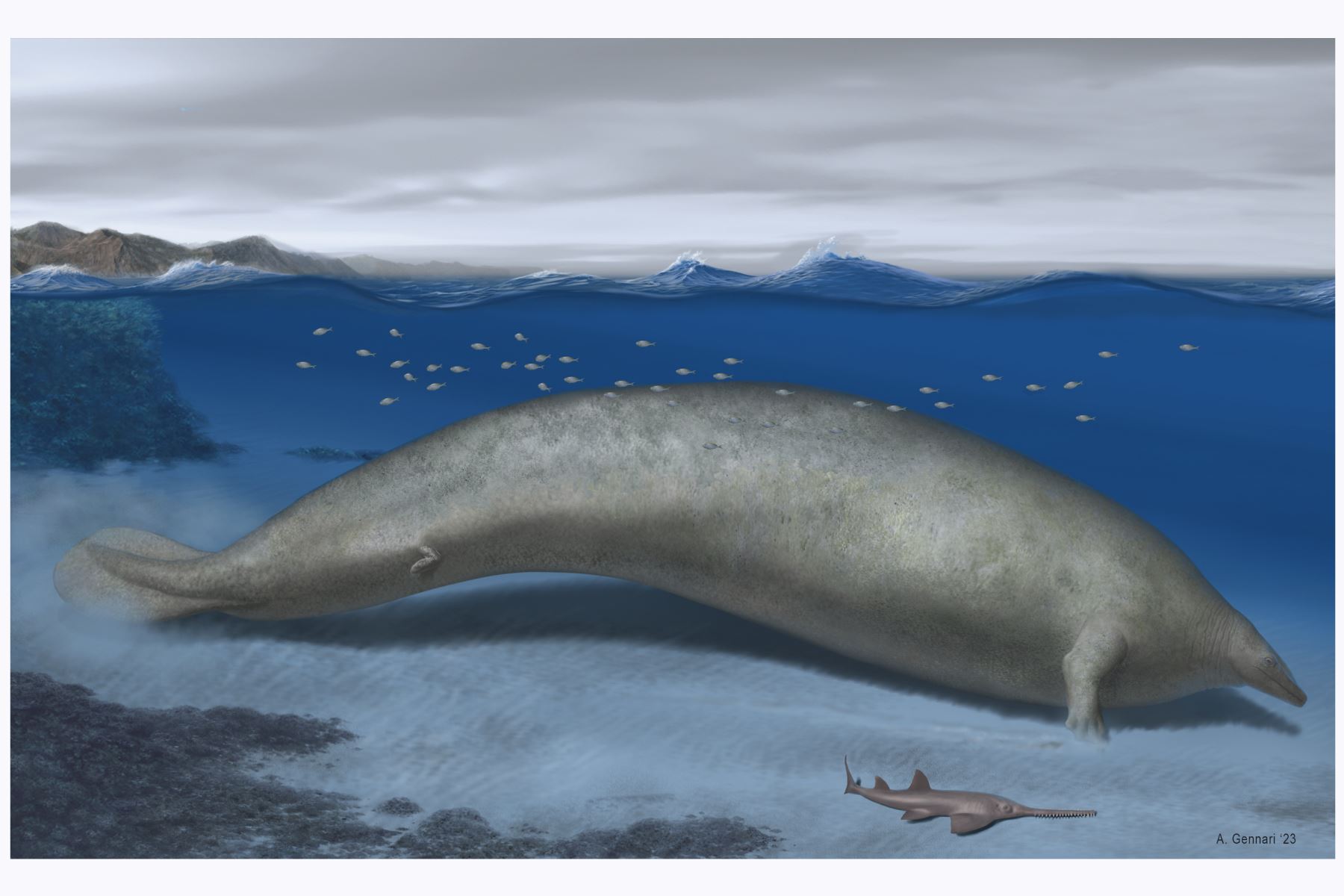 Encuentran fósiles de una ballena primitiva. Sería la más grande del mundo.