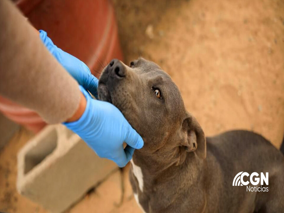 Cero tolerancia a maltrato animal anuncia Fiscalía de Baja California