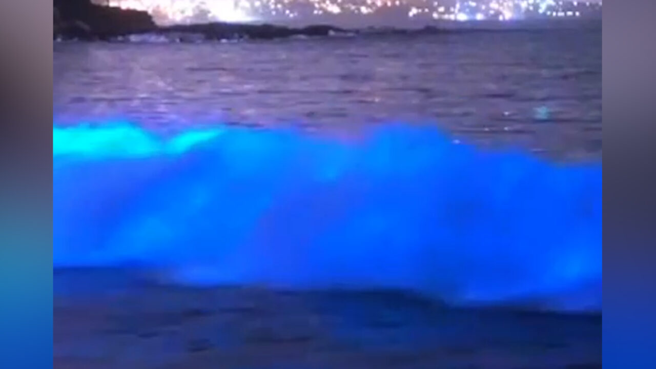 Bioluminiscencia en San Diego ¿Es peligroso nadar en estas aguas?  ¿Dónde puedo ver este espectáculo? Aquí te lo contamos