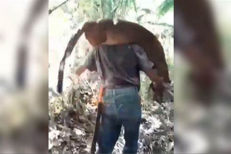 Indignación por el asesinato de un puma. Lo mataron por comer gallinas.