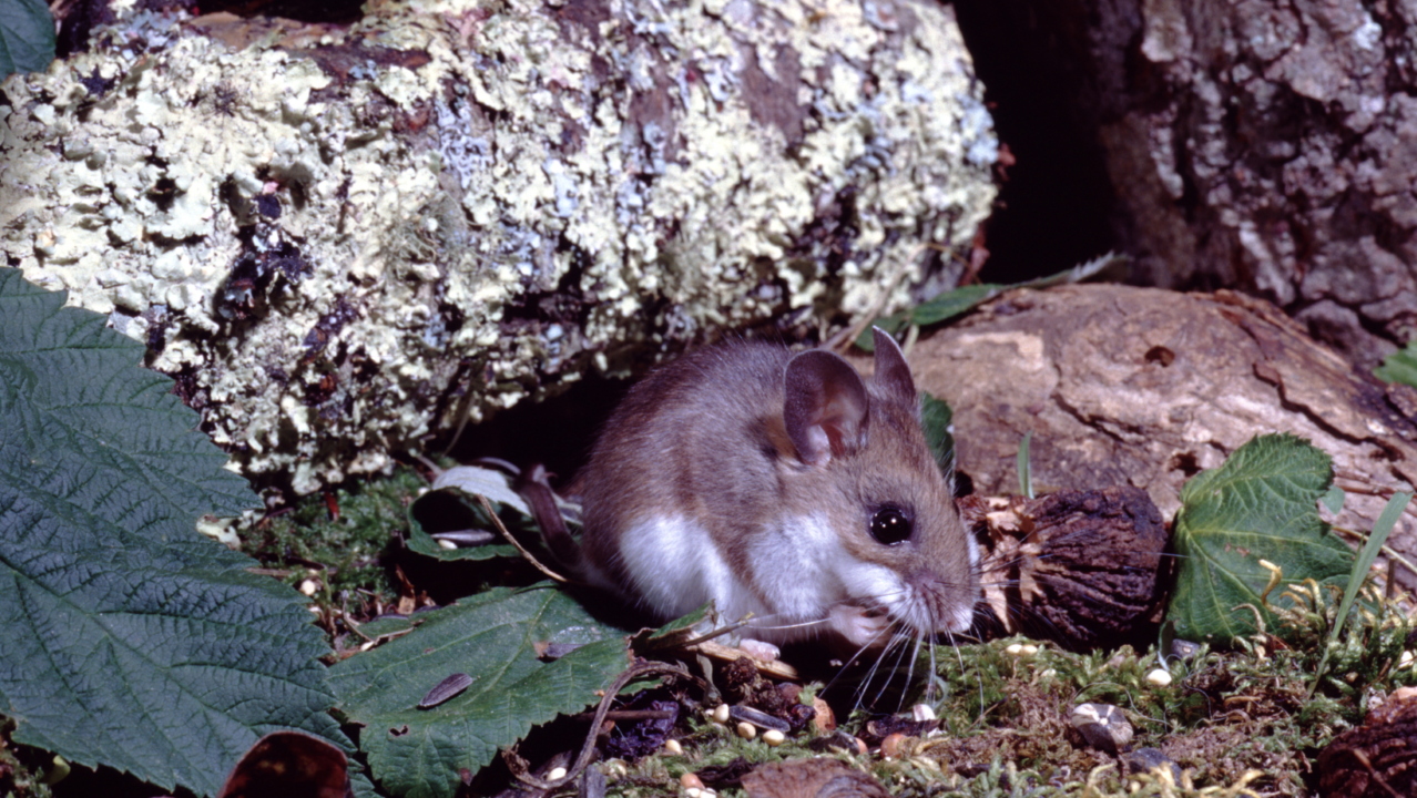 Ratón en San Diego da positivo a hantavirus ¿Puede contagiar a los humanos? ¿Es peligroso? Aquí te lo contamos.