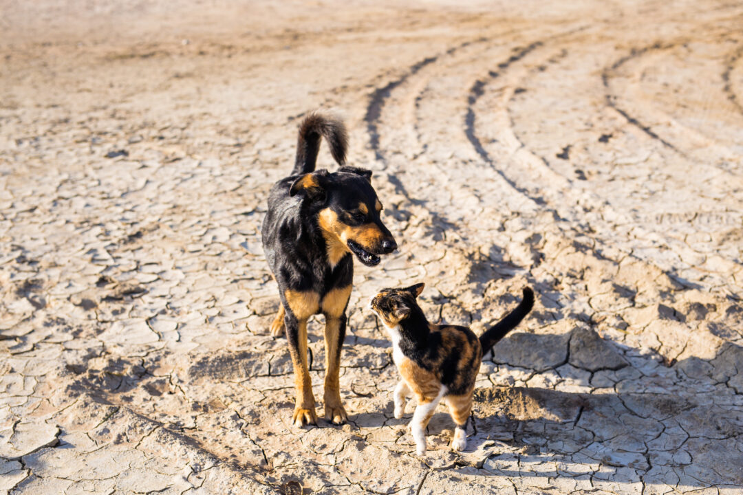 Rescatan a mascotas de Israel atrapadas en la guerra 