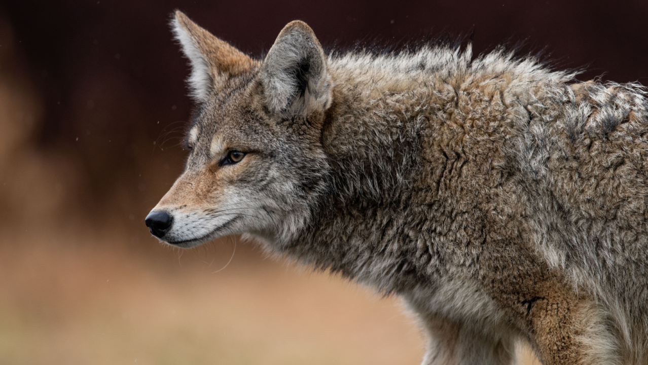 ¿Has visto coyotes en tu vecindario en San Diego? No te apures, te decimos que hacer