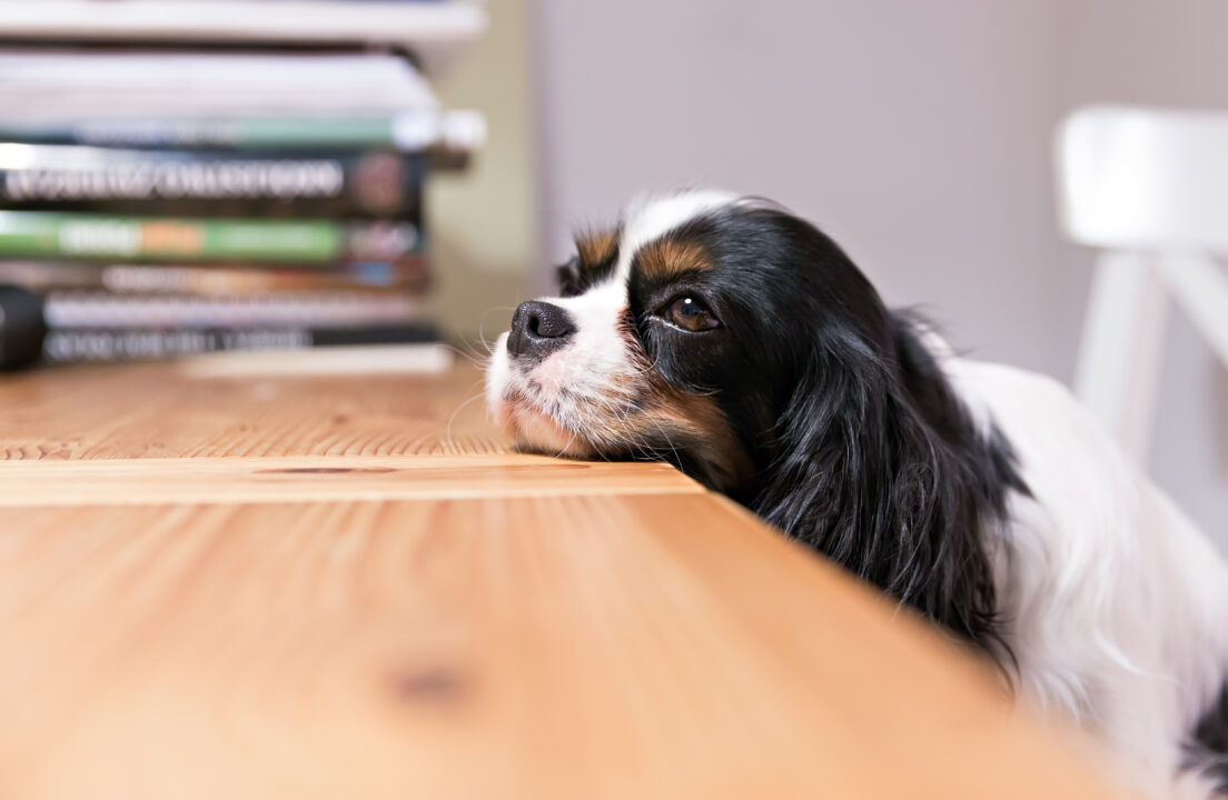 ¿Sabías que puedes ir a la cárcel por maltratar a una mascota?