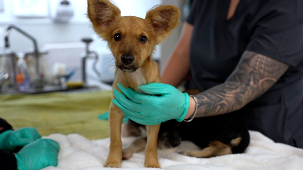 Mascotas en San Diego: suspenden a dos líderes  por la desaparición de más de 200 mascotas.