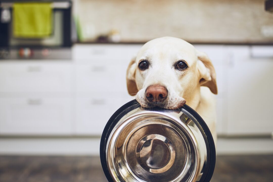 Día Nacional del Perro: el vínculo de amor entre los seres humanos