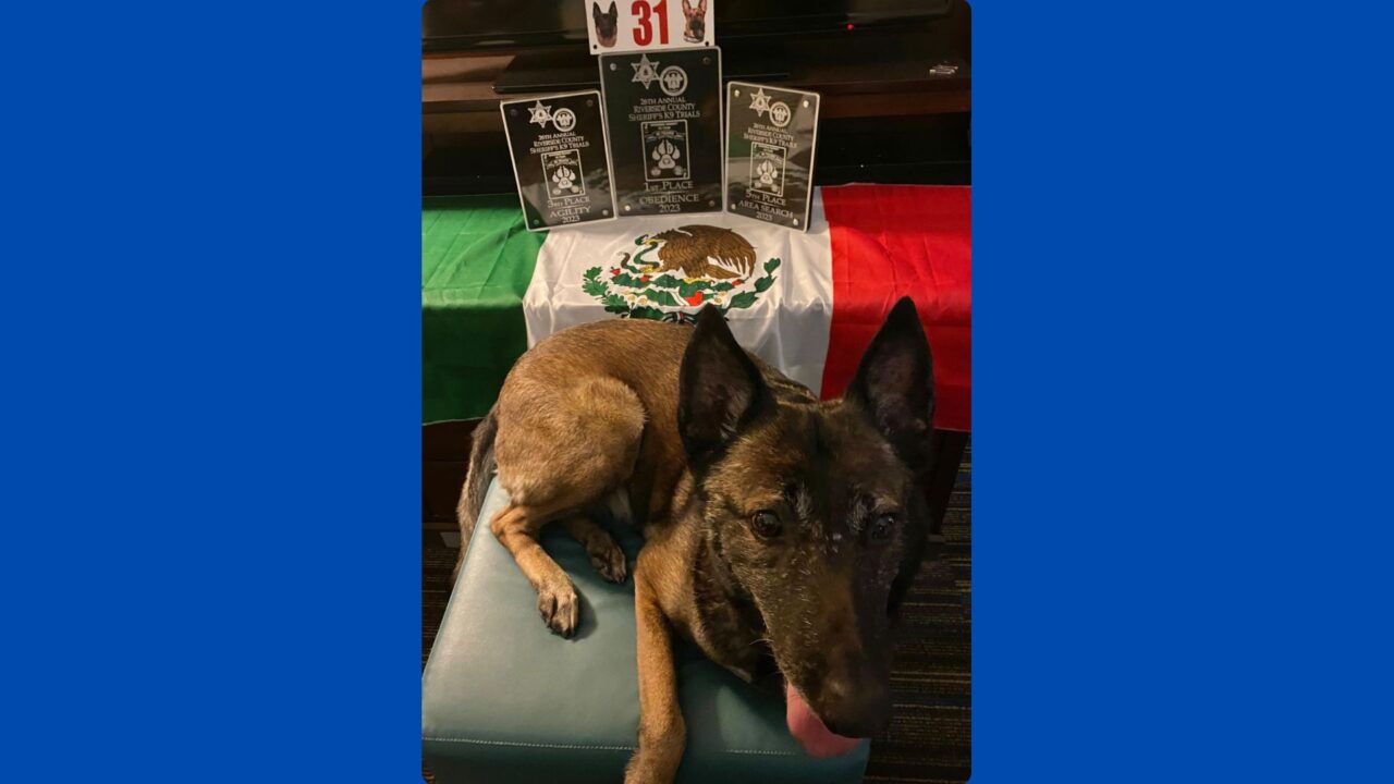 Unidad K9 de Tijuana triunfa en competencia con la agente canina Sophía