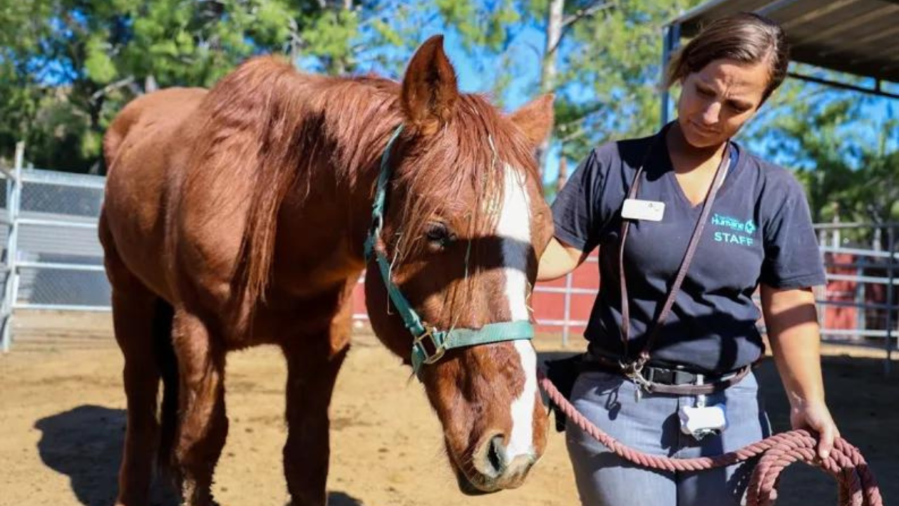 Encuentran dos caballos abandonados en el Parque Regional del Valle del Río Tijuana