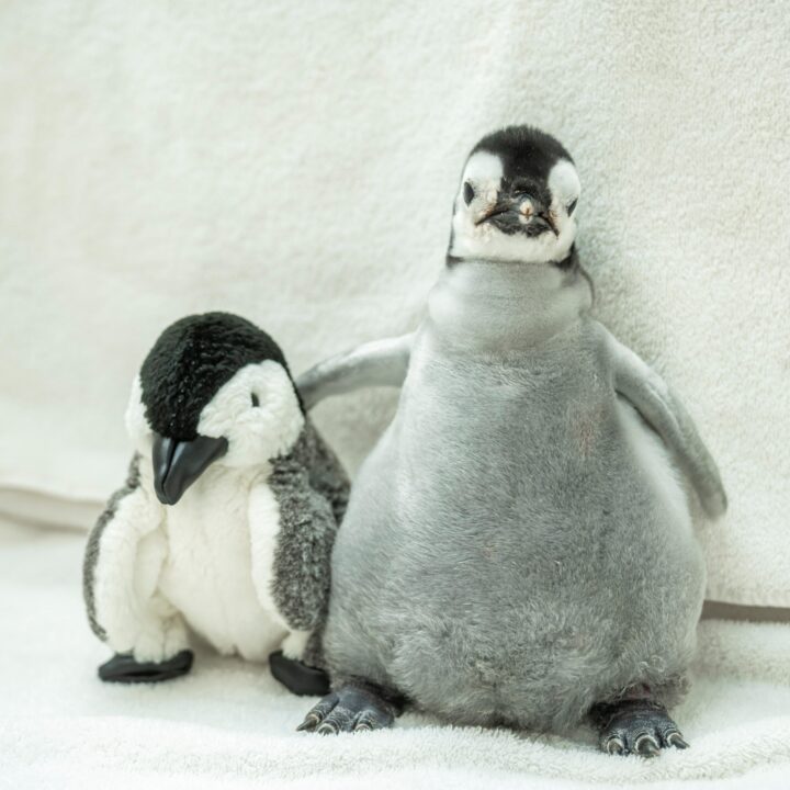 Conoce a la nueva integrante de SeaWorld ¡La pingüina ya tiene nombre!