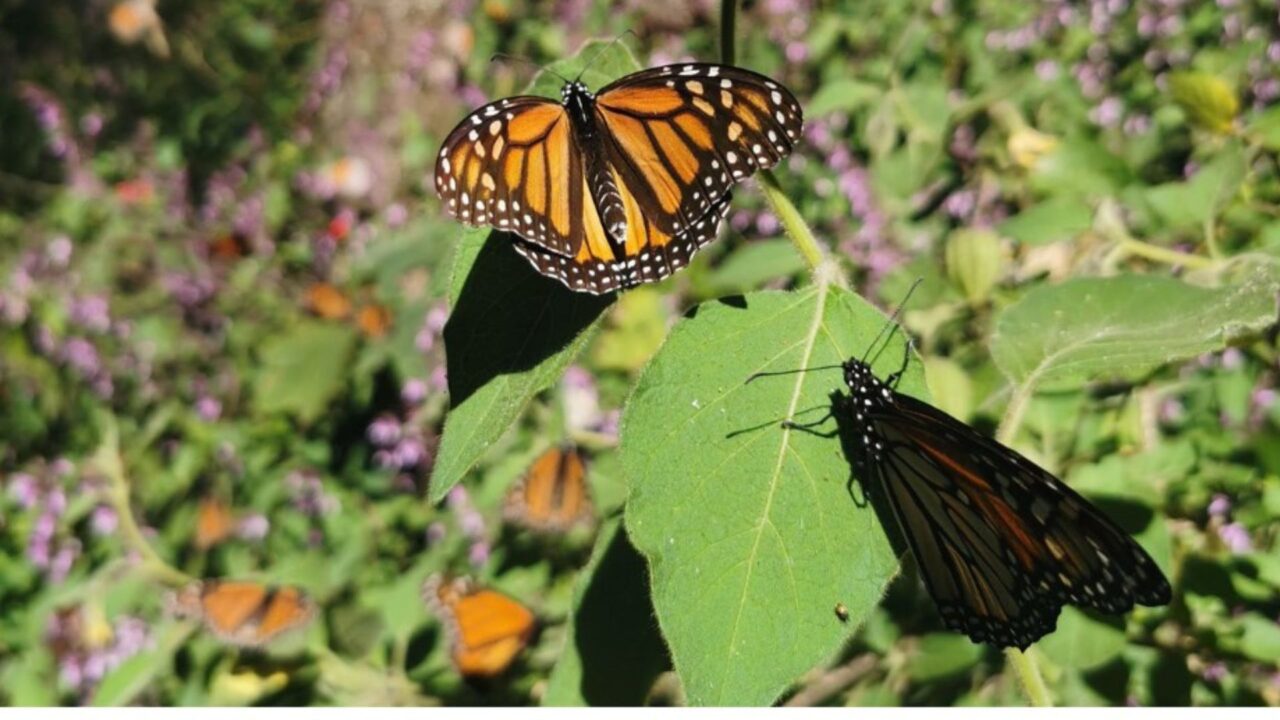 Llegan las mariposas Monarca a México; un poco tarde por el cambio climático