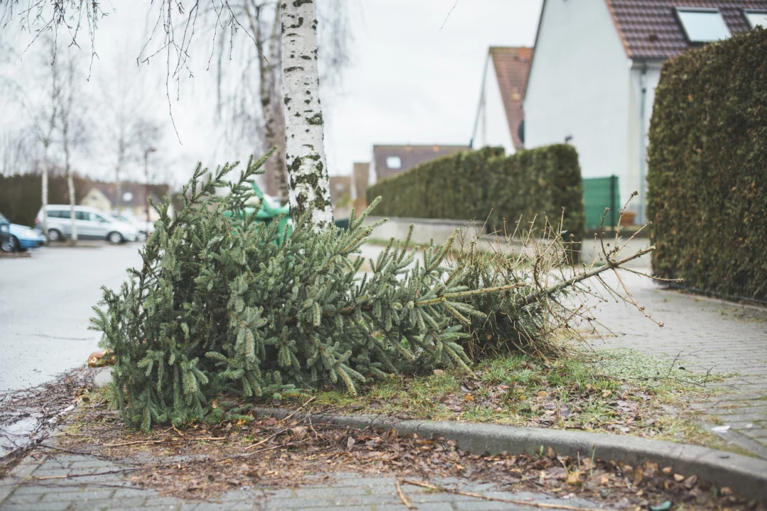 Reciclaje de árboles navideños