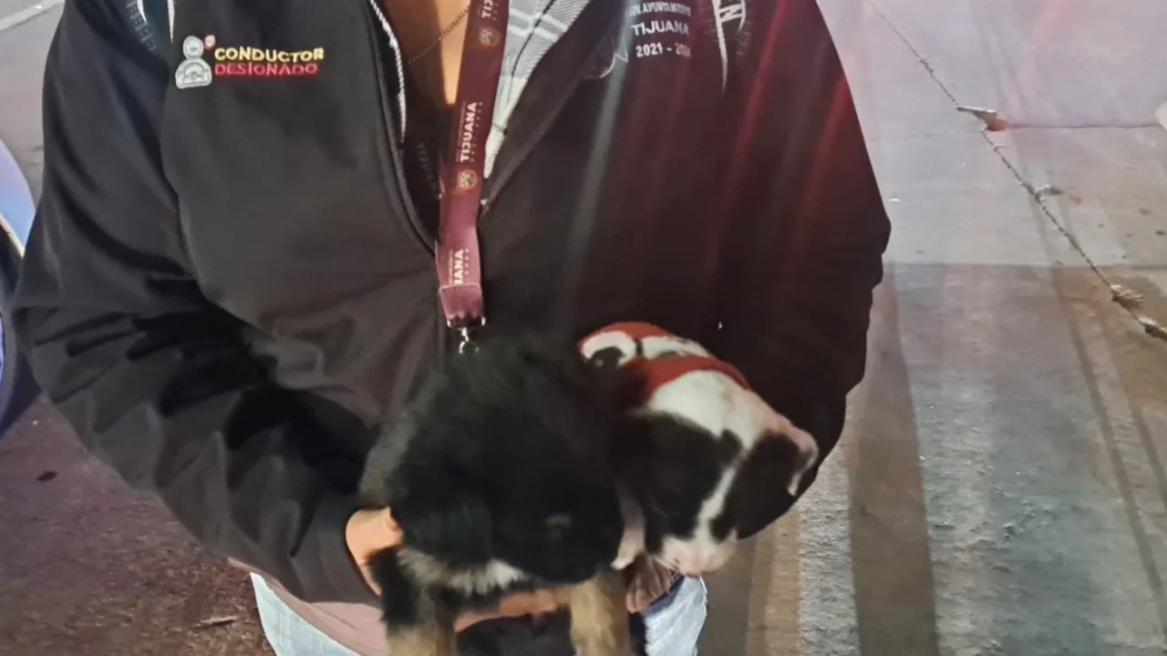 Refuerzan operativo contra venta de mascotas en la garita; rescatan a 10 cachorros