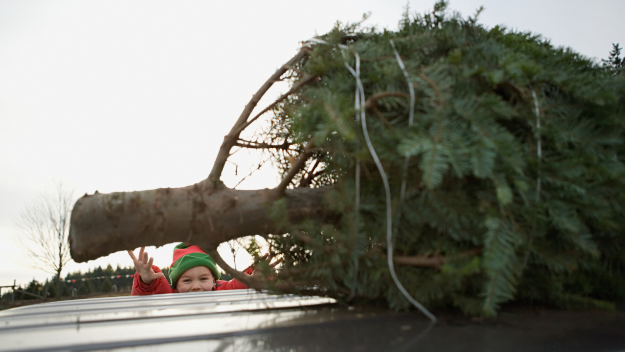 Precauciones para el Transporte Seguro de Árboles de Navidad en el Sur de California