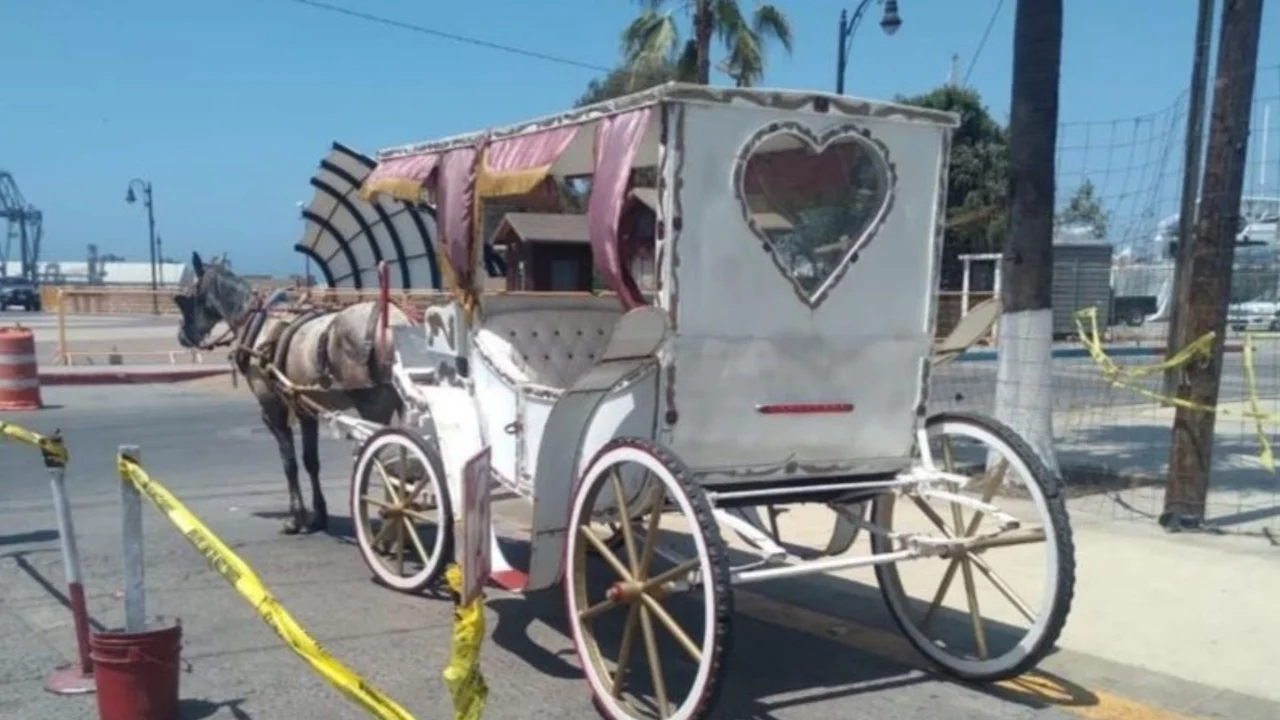 No más calandrias con caballos en Ensenada, modernizarán este transporte turístico