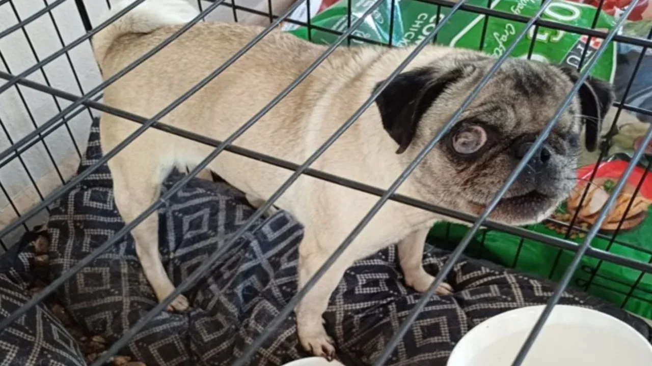 FOTOS: Rescatan a perros abandonados en Tijuana; estaban en una casa, uno murió