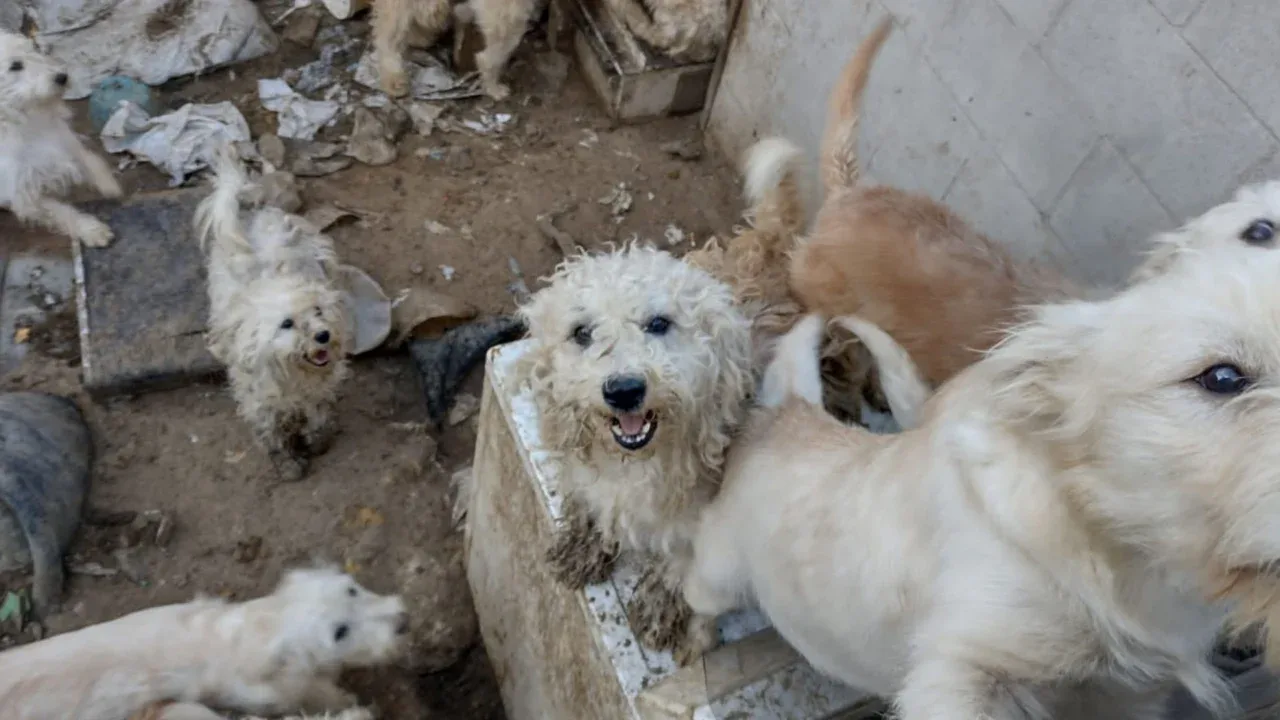 Rescatan a perros en Tijuana: 33 “lomitos” en total abandono dentro de una casa