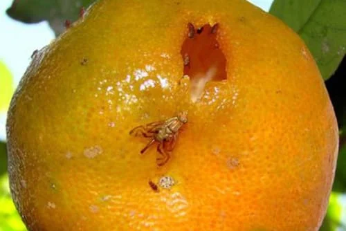 República Dominicana detecta Mosca del Mediterraneo que afecta frutas y vegetales