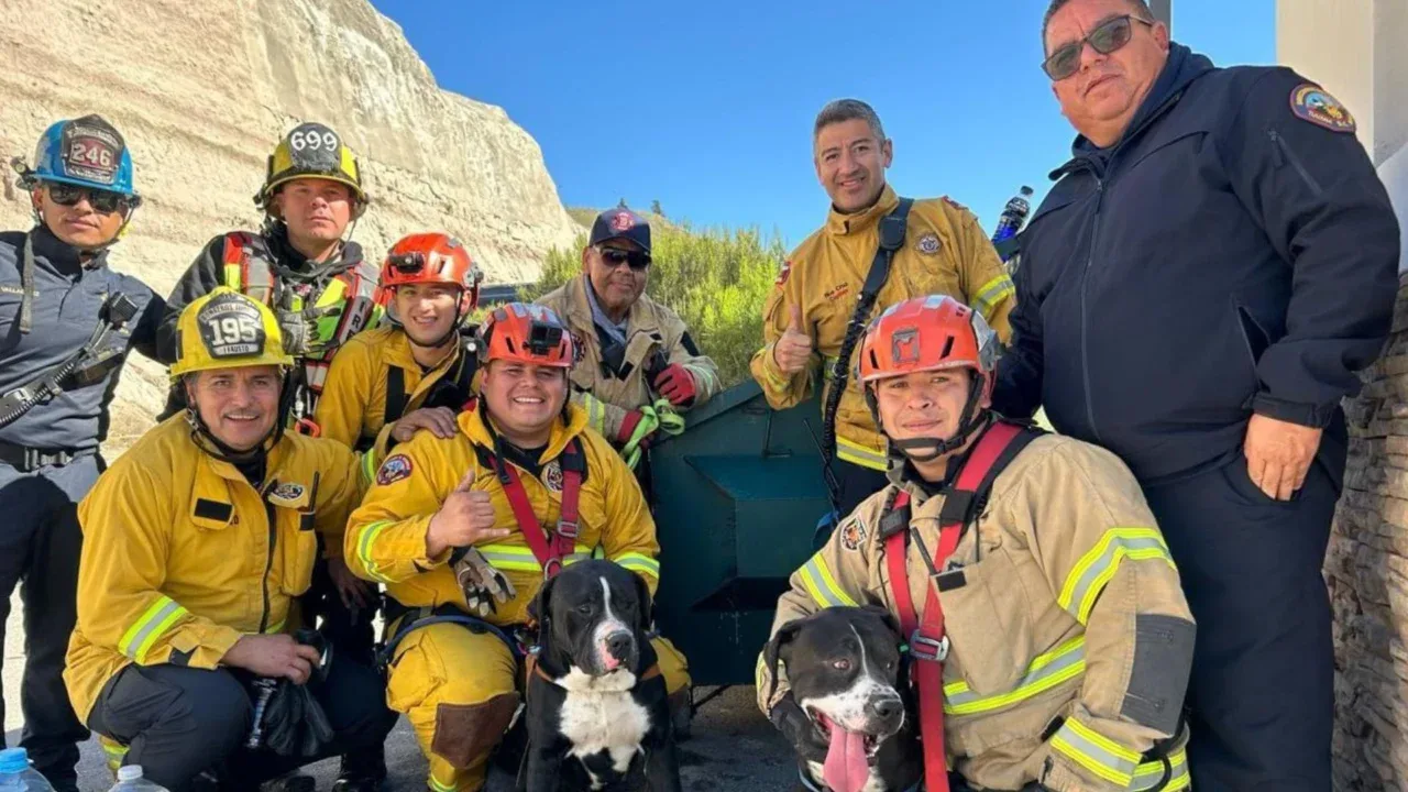FOTOS: Así fueron rescatados dos perritos por Bomberos de un cerro en Tijuana 