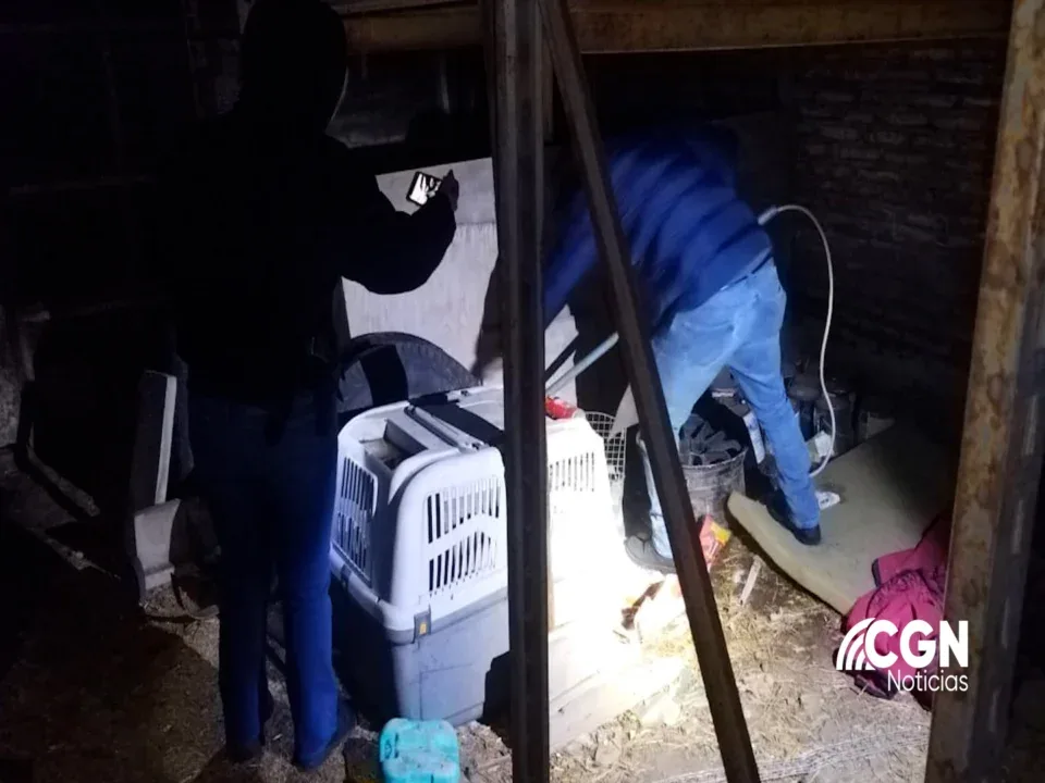 Fiscalía regional de Tecate ejecuta orden de cateo por maltrato animal y rescata a dos canes