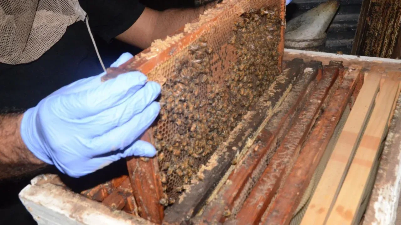“Narcoabejas”: Ocultaron más de un millón de pastillas de fentanilo en panales