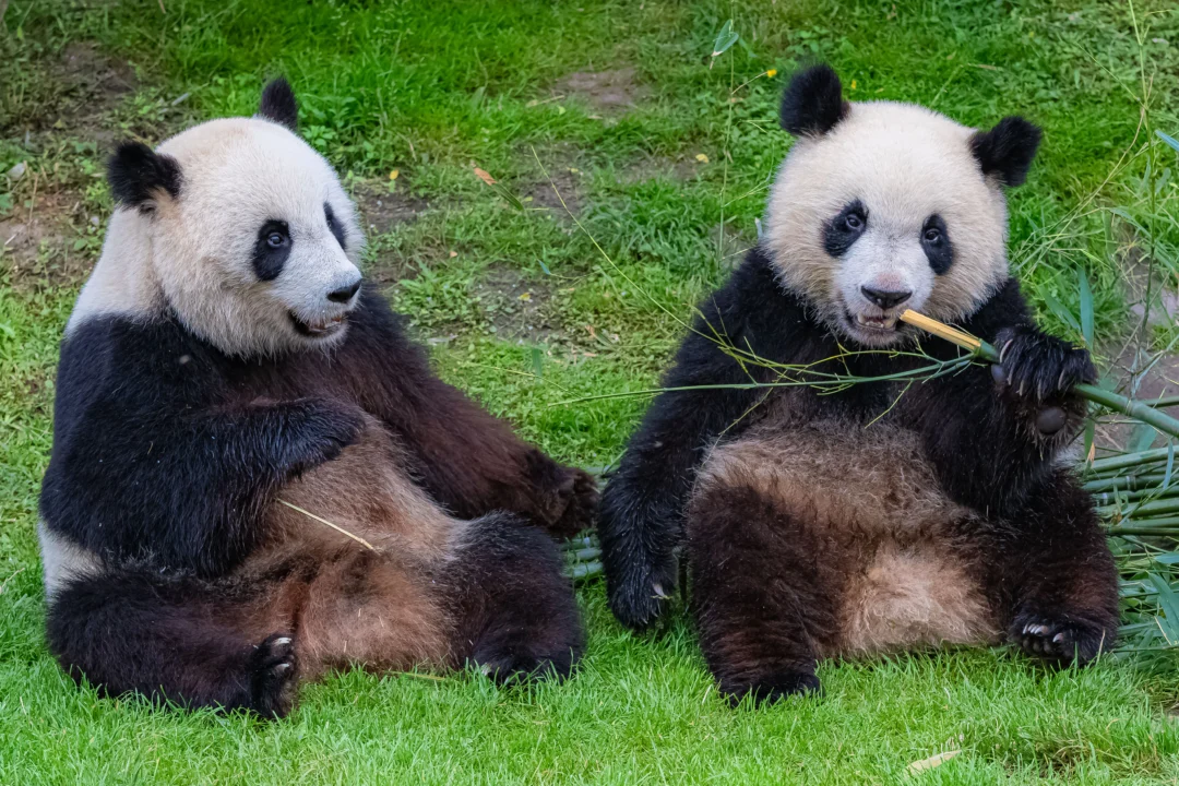 Pandas en San Diego ¡Los Osos Panda Regresan al Zoológico de San Diego! Todo lo que Necesitas Saber