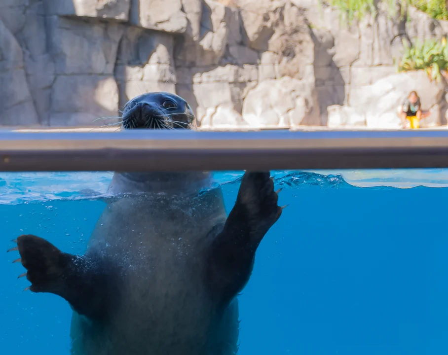 Convocatoria de votación: El zoológico de San Diego podría ser el mejor de todo Estados Unidos