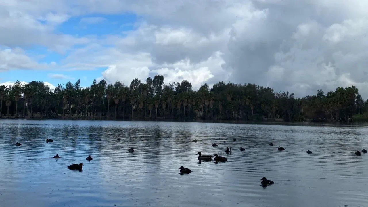 🪿Aves migratorias en Parque de la Amistad, convierten lago en su hogar temporal