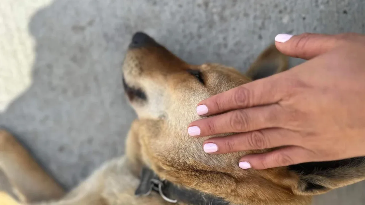 Exigen justicia para Nala en Tijuana, perrita asesinada de un disparo