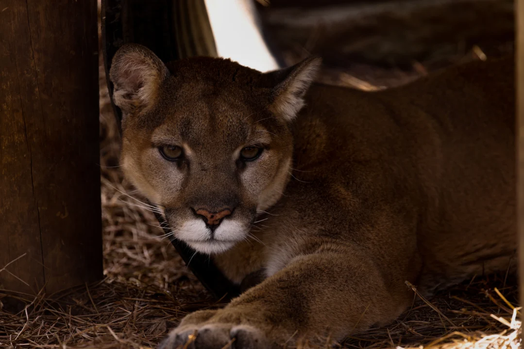 Puma ataca a dos hombres en el Norte de California: uno fallece